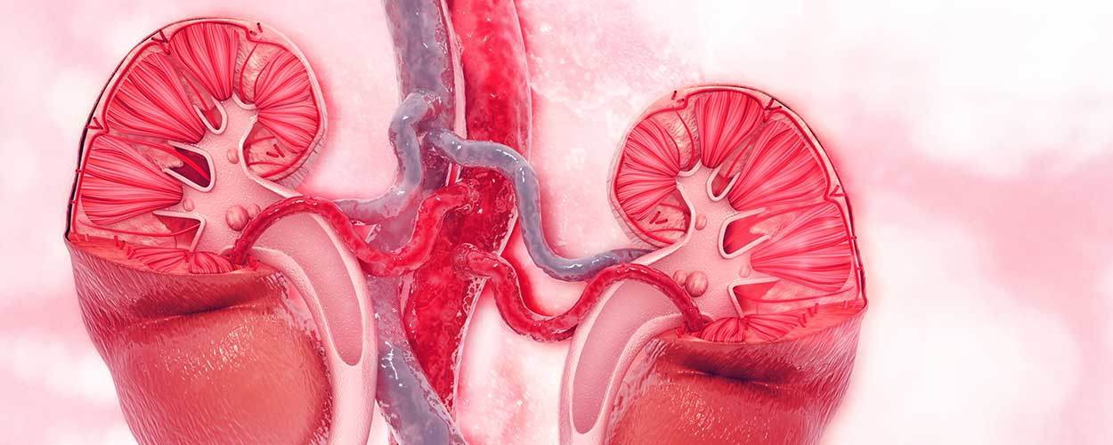 Kidney